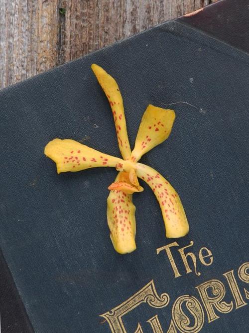 TWILIGHT YELLOW MOKARA ORCHIDS